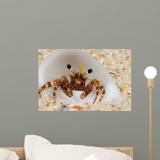Front Eye Stalks and Wall Decal