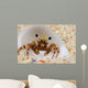 Front Eye Stalks and Wall Decal