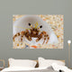 Front Eye Stalks and Wall Decal