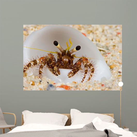 Front Eye Stalks and Wall Decal