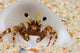 Front Eye Stalks and Wall Decal