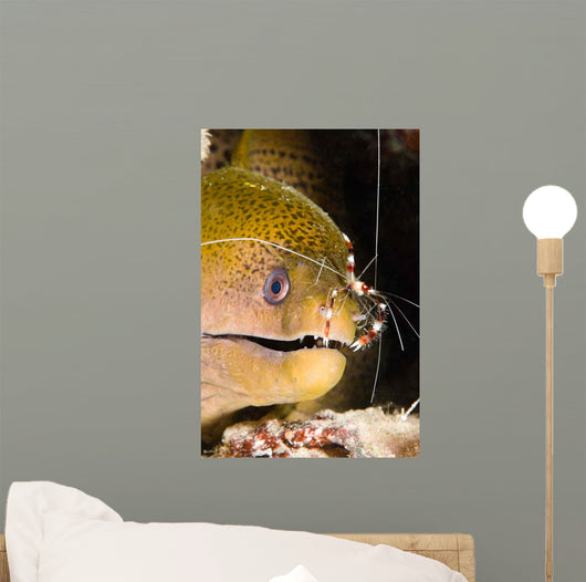 Banded Boxer Shrimp Checks Wall Decal