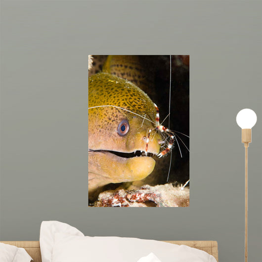 Banded Boxer Shrimp Checks Wall Decal