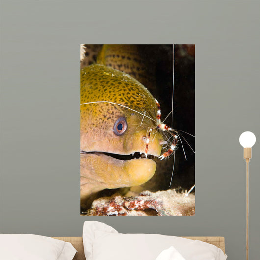 Banded Boxer Shrimp Checks Wall Decal