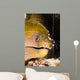 Banded Boxer Shrimp Checks Wall Decal