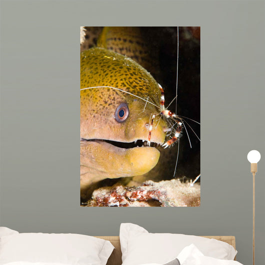 Banded Boxer Shrimp Checks Wall Decal