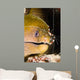 Banded Boxer Shrimp Checks Wall Decal