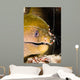 Banded Boxer Shrimp Checks Wall Decal