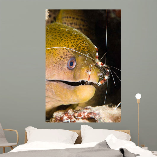 Banded Boxer Shrimp Checks Wall Decal
