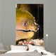 Banded Boxer Shrimp Checks Wall Decal
