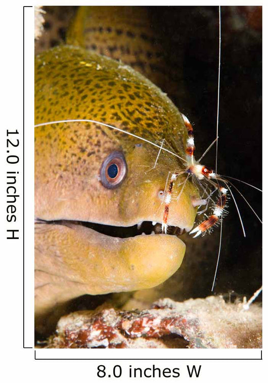 Banded Boxer Shrimp Checks Wall Decal