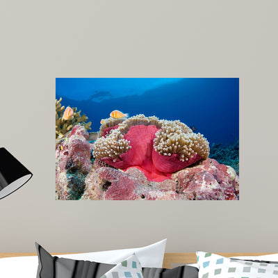 Clownfish Swimming around Its Wall Decal shown on a wall
