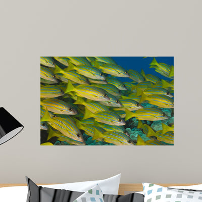 School Bluestripe Snapper Hawaiian Wall Decal Design 2 shown on a wall