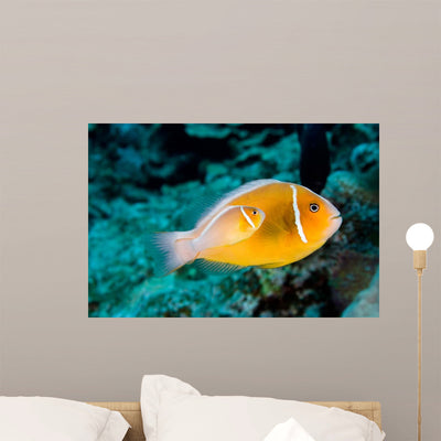 Baby Amphiprion Perideraion Clownfish Wall Decal shown on a wall