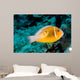 Baby Amphiprion Perideraion Clownfish Wall Decal