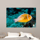 Baby Amphiprion Perideraion Clownfish Wall Decal