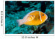 Baby Amphiprion Perideraion Clownfish Wall Decal