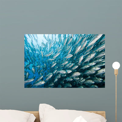 Schooling Bigeye Jacks Caranx Wall Decal shown on a wall
