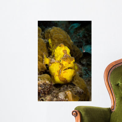 Longlure Frogfish Waves It's Wall Decal shown on a wall