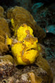 Longlure Frogfish Waves It's Wall Decal