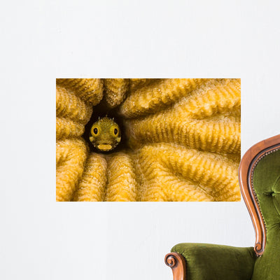 Spinyhead Blenny Hard Coral Wall Decal Design 2 shown on a wall