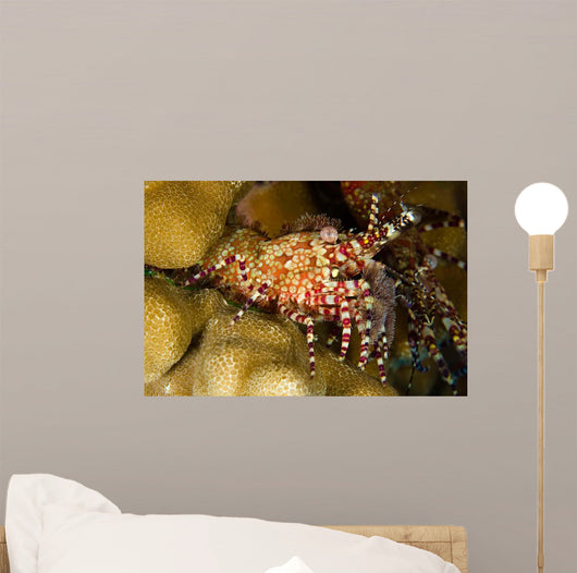 This Female Marbled Shrimp Wall Decal