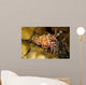 This Female Marbled Shrimp Wall Decal