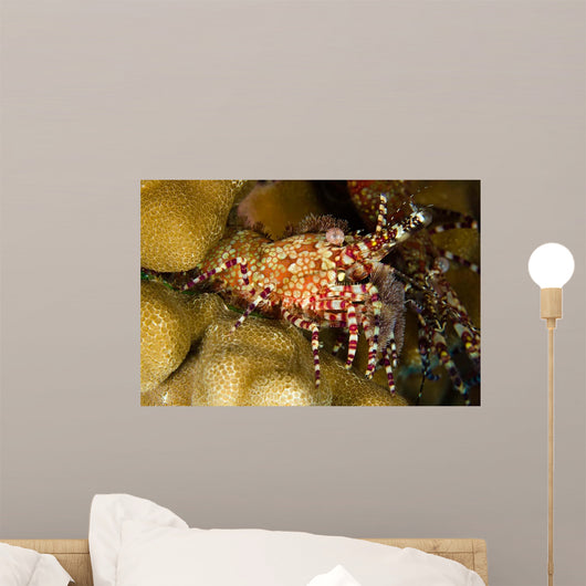 This Female Marbled Shrimp Wall Decal