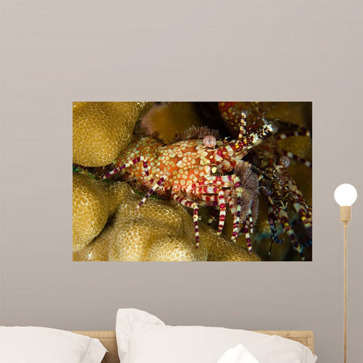 This Female Marbled Shrimp Wall Decal