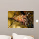 This Female Marbled Shrimp Wall Decal
