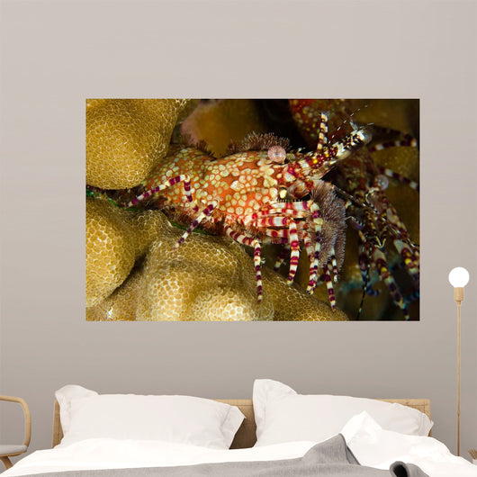 This Female Marbled Shrimp Wall Decal