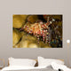 This Female Marbled Shrimp Wall Decal