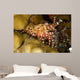 This Female Marbled Shrimp Wall Decal
