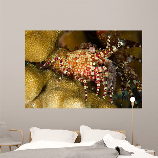 This Female Marbled Shrimp Wall Decal