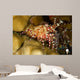 This Female Marbled Shrimp Wall Decal