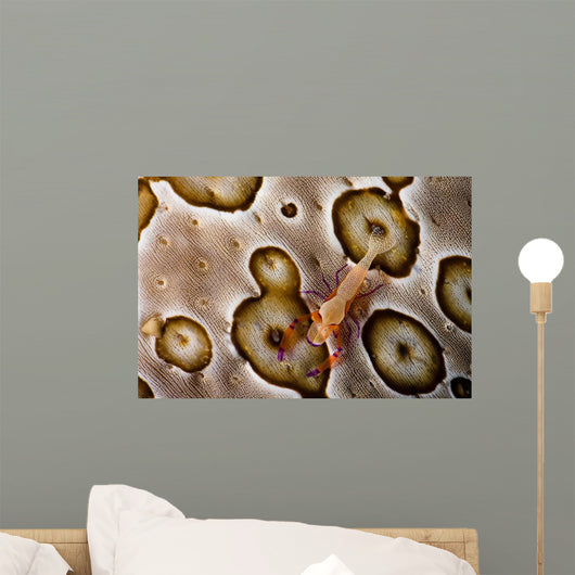 Imperial Shrimp Sea Cucumber Wall Decal Design 2