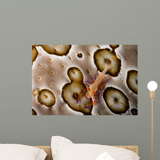 Imperial Shrimp Sea Cucumber Wall Decal Design 2