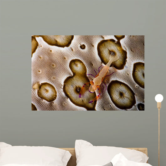 Imperial Shrimp Sea Cucumber Wall Decal Design 2