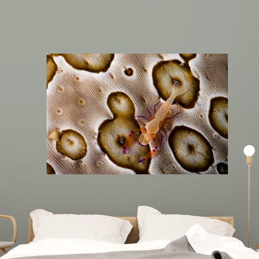 Imperial Shrimp Sea Cucumber Wall Decal Design 2