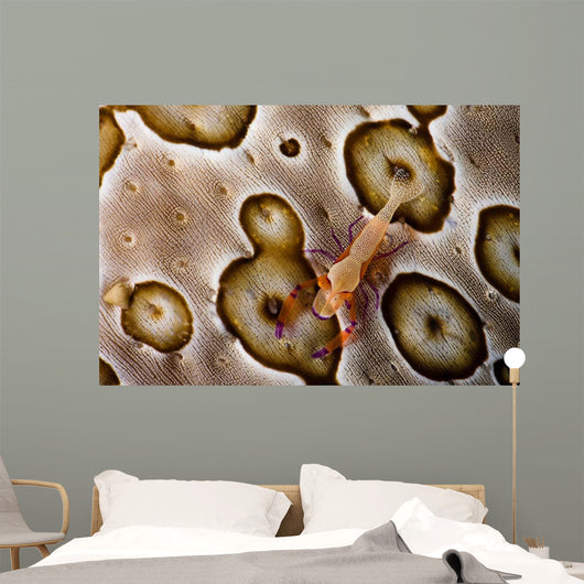 Imperial Shrimp Sea Cucumber Wall Decal Design 2