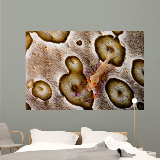 Imperial Shrimp Sea Cucumber Wall Decal Design 2