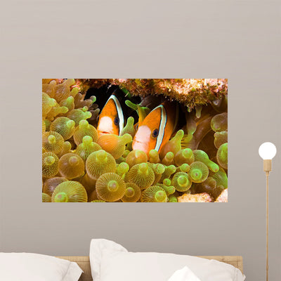 Clark's Anemonefish Sea Anemone Wall Decal shown on a wall