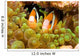 Clark's Anemonefish Sea Anemone Wall Decal