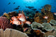 Reef Scene with Hard Wall Decal