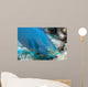 Queen Parrotfish Feeding Bonaire Wall Decal