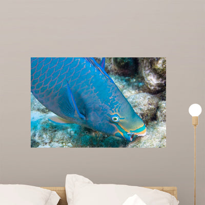 Queen Parrotfish Feeding Bonaire Wall Decal shown on a wall