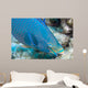Queen Parrotfish Feeding Bonaire Wall Decal