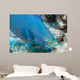 Queen Parrotfish Feeding Bonaire Wall Decal