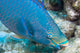 Queen Parrotfish Feeding Bonaire Wall Decal