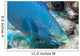 Queen Parrotfish Feeding Bonaire Wall Decal
